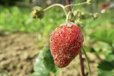 Close-up of strawberry on plant