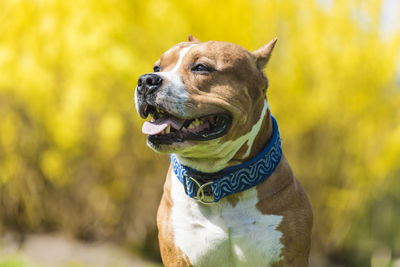 Close-up of a dog looking away