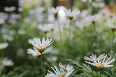 Close-up of white daisy blooming in field