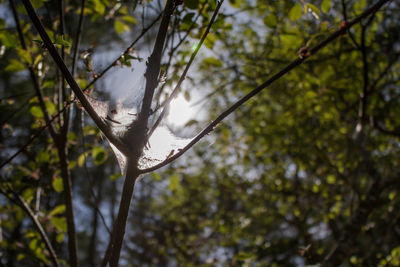 Low angle view of tree branches