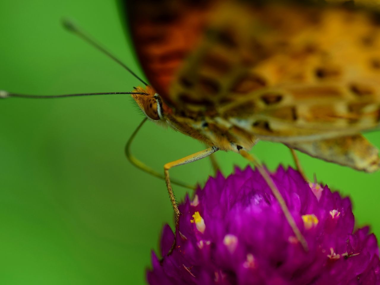 CLOSE-UP OF BUTTERFLY POLLINATING FLOWER