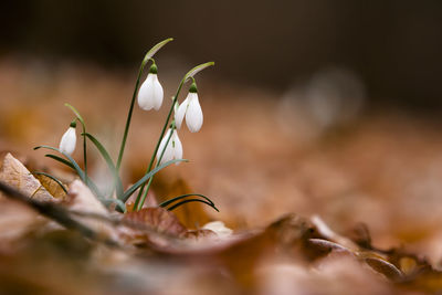 Close-up of white flowering plant