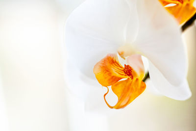 Close-up of white hibiscus