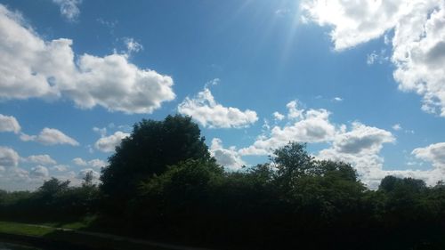 Trees against cloudy sky