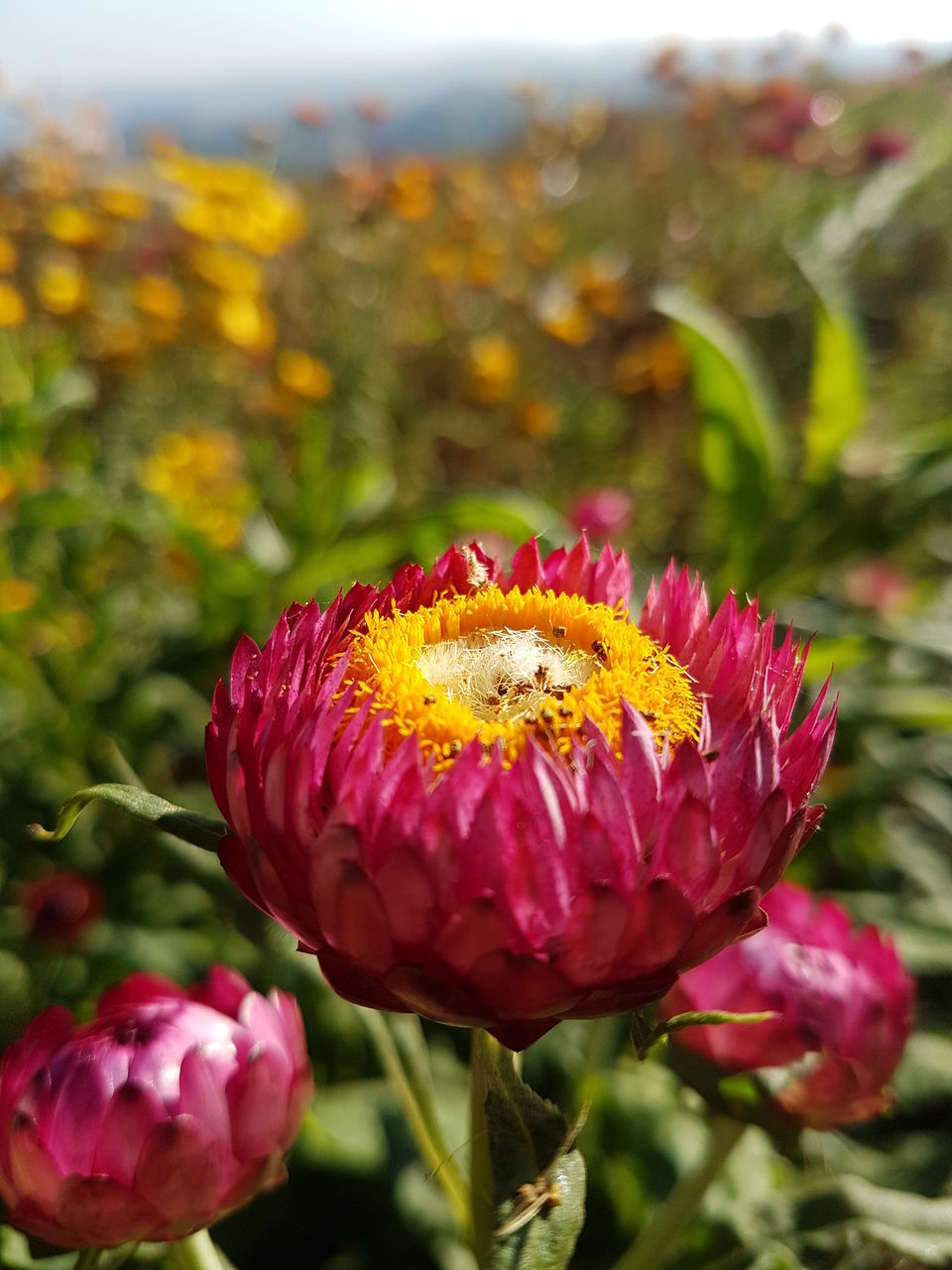 flower, flowering plant, vulnerability, fragility, plant, freshness, beauty in nature, close-up, petal, growth, flower head, inflorescence, focus on foreground, red, nature, day, no people, outdoors, yellow, field