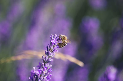 Close-up of purple lavender flower