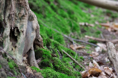 Close-up of moss on tree trunk