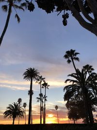 Low angle view of palm trees against sky during sunset