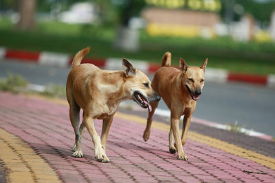 Dogs running on footpath