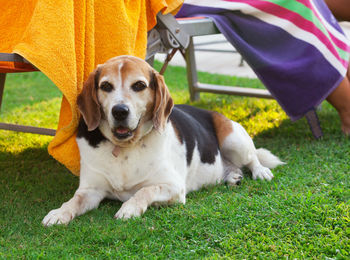 Beagle dog lying on the lawn with green grass.