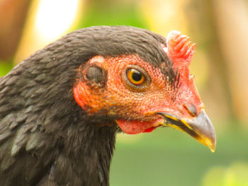 Close-up of a bird