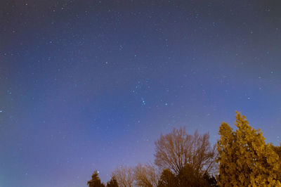 Low angle view of trees against blue sky at night