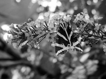 Close-up of flowering plant leaves