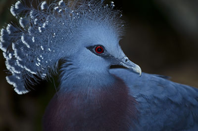 Close-up of a bird