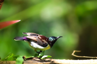 Close-up of bird perching on plant