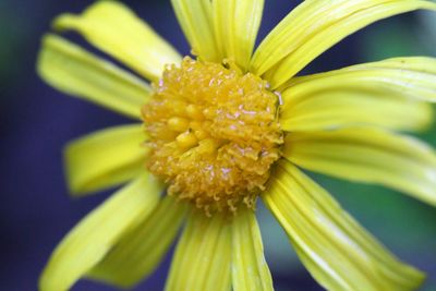 Close-up of yellow flower