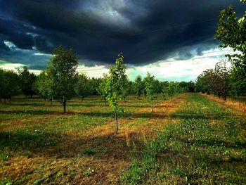 Trees on field against sky