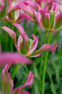 Close-up of pink flowering plant