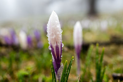 Close-up of purple crocus flower