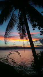 Silhouette of palm trees at sunset