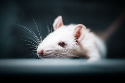 Close-up of white cat