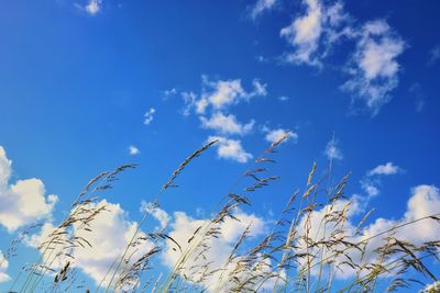 Low angle view of plants against blue sky