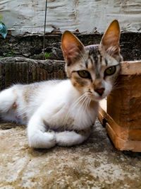 Close-up portrait of cat resting on floor