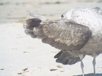 Close-up of eagle on sand