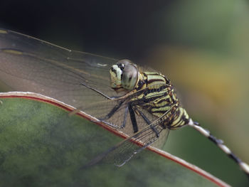 Close-up of dragonfly on leaf