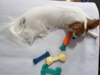 High angle view of dog lying down on bed