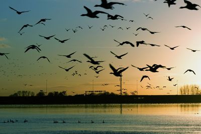 Birds flying over water