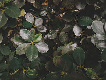 High angle view of flowering plant leaves in water