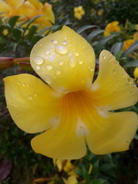 Close-up of wet yellow flower blooming outdoors