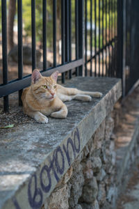 Cat resting on a railing