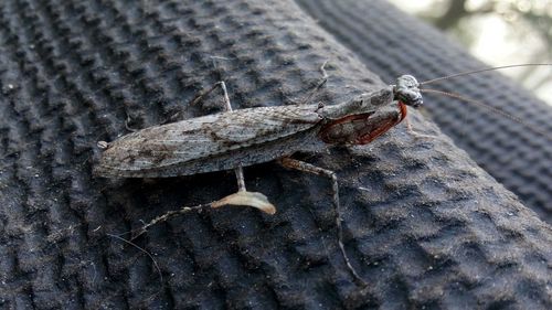 Close-up of insect