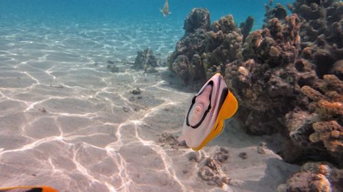 View of fish swimming in sea