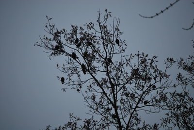 Low angle view of bare tree against sky