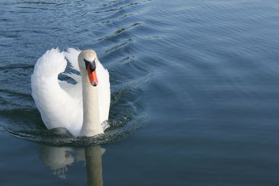 High angle view of swan in lake