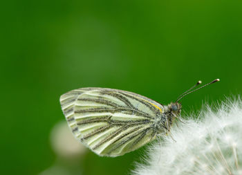 Close-up of butterfly on flower