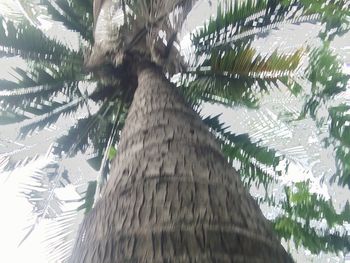 Low angle view of palm tree
