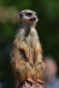 Close-up of meerkat standing on rock