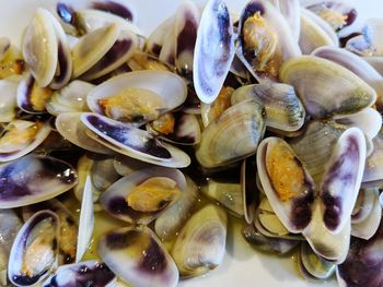 Close-up of seashells