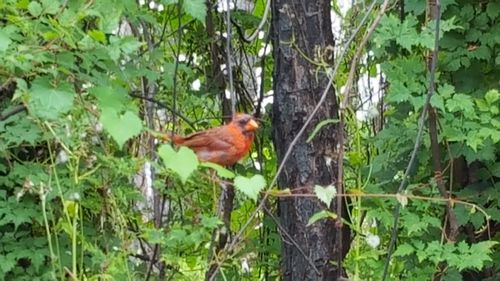 View of a bird on branch