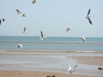 Seagulls flying over beach