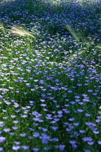 Full frame shot of purple flowering plants on field