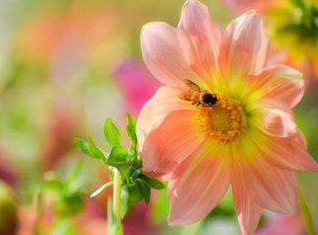 Close-up of bee on flower