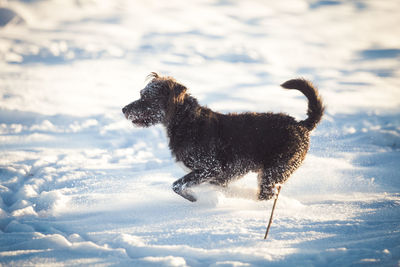 Dog on snow covered land