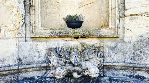 Pot plant on the wall