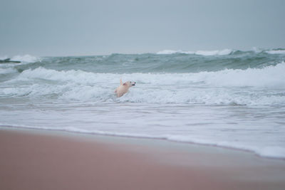 View of whale swimming in sea