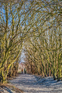 Rear view of people walking on footpath amidst trees during winter